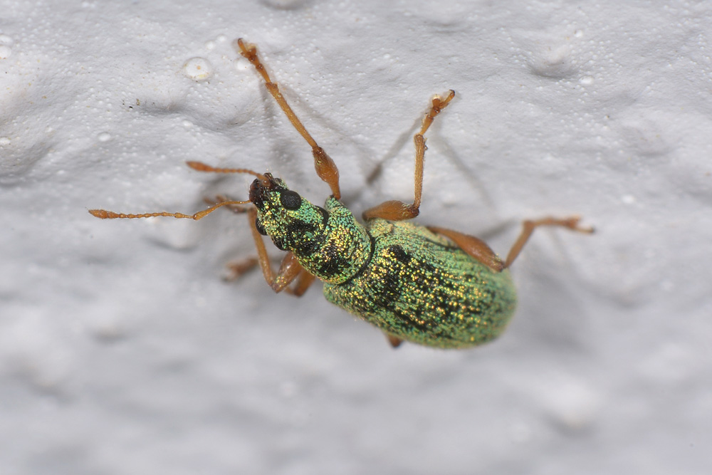 Curculionidae: Polydrusus pterygomalis